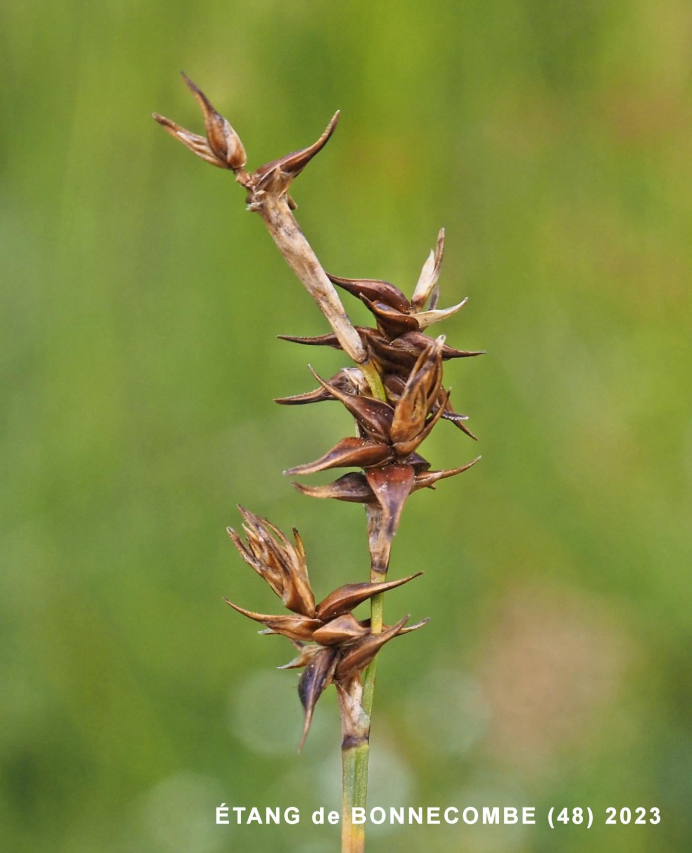 Sedge, Star flower